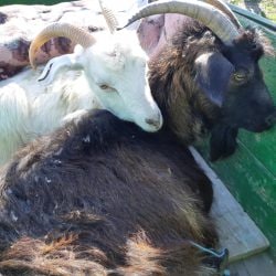 91916025_2992198460839341_4021578647491051520_n